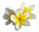 Frangipani Flower Wall Decal