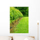 Vineyard Wall Decal