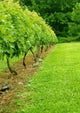 Vineyard Wall Decal