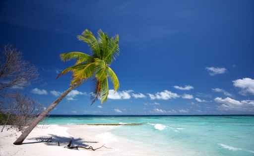 Coco Palm Wall Decal
