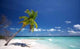 Coco Palm Wall Decal