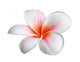 Fleur de frangipanier Wall Decal