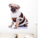 cute mops puppy dog wearing clothes Wall Decal