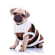 cute mops puppy dog wearing clothes Wall Decal