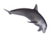 Dolphin Wall Decal