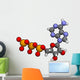 Adenosine Triphosphate Atp Wall Decal