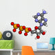 Adenosine Triphosphate Atp Wall Decal