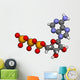 Adenosine Triphosphate Atp Wall Decal