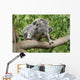 Koala Mom Baby