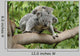 Koala Mom Baby