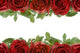 Border Red Roses Wall Mural