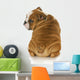 cute puppy Wall Decal