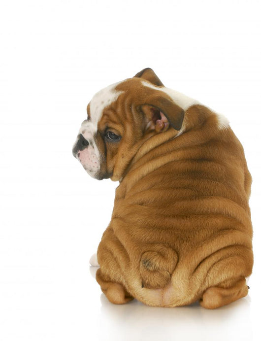 cute puppy Wall Decal