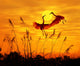 bulrushes against sunlight in sunset with a flighting birds Wall Mural
