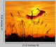bulrushes against sunlight in sunset with a flighting birds Wall Mural