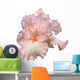 Beverly Sills Iris Hybrid Wall Decal