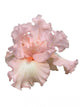 Beverly Sills Iris Hybrid Wall Decal