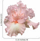 Beverly Sills Iris Hybrid Wall Decal
