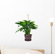 Houseplant Spathiphyllum Floribundum Peace