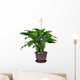 Houseplant Spathiphyllum Floribundum Peace