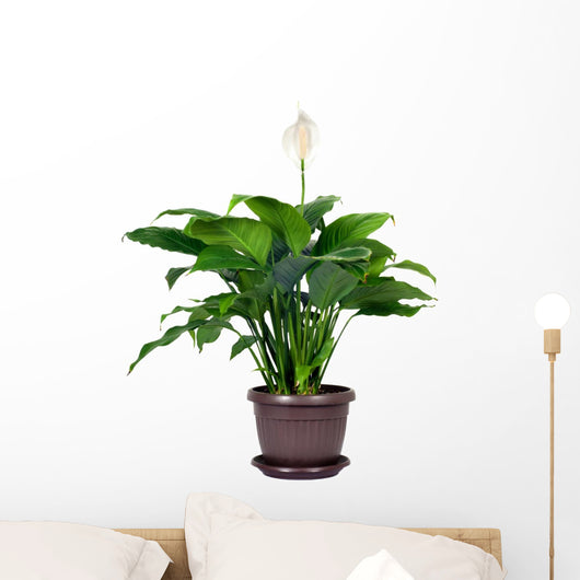 peace lily pillow Houseplant Spathiphyllum Floribundum Peace – Wallmonkeys
