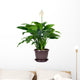 Houseplant Spathiphyllum Floribundum Peace