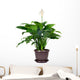 Houseplant Spathiphyllum Floribundum Peace