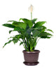 Houseplant Spathiphyllum Floribundum Peace