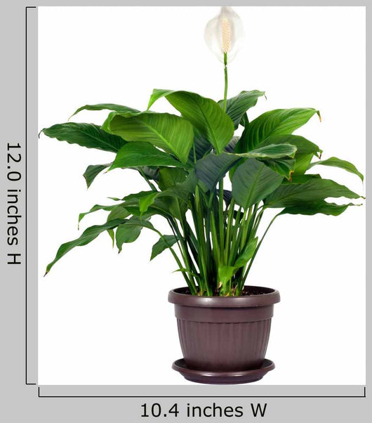 spathiphyllum floribundum peace lily Houseplant Spathiphyllum Floribundum Peace – Wallmonkeys
