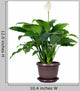 Houseplant Spathiphyllum Floribundum Peace