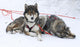Husky Dogs Wall Mural