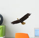 Bald Eagle Flying