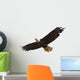 Bald Eagle Flying