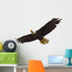 Bald Eagle Flying