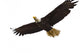 Bald Eagle Flying