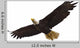 Bald Eagle Flying