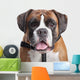Boxer dog Wall Decal