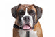 Boxer dog Wall Decal