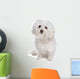 Bolognese dog Wall Decal