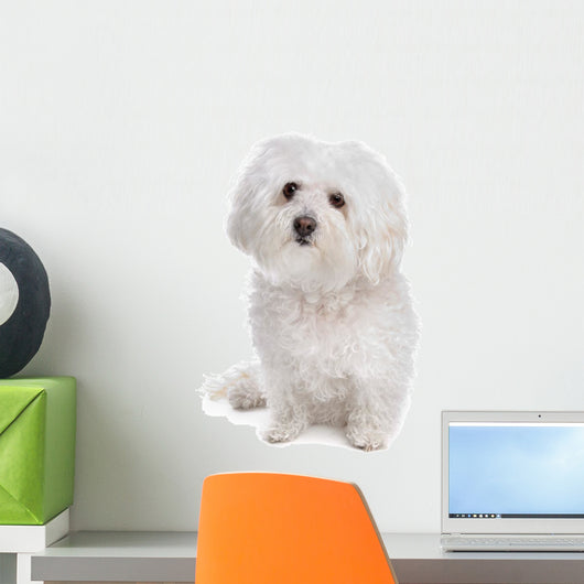 Bolognese dog Wall Decal