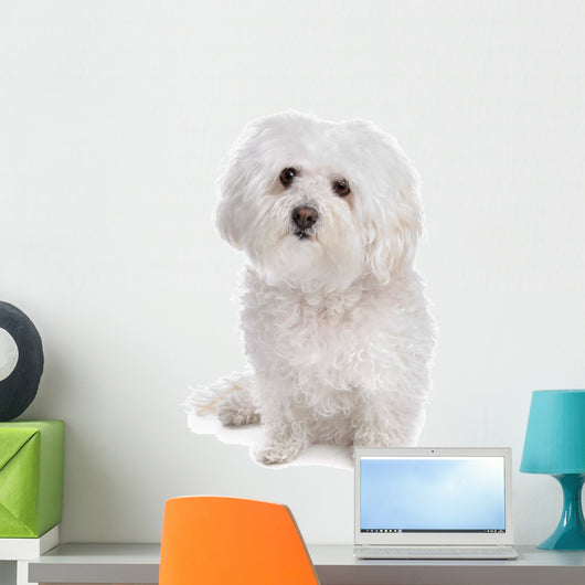 Bolognese dog Wall Decal