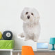 Bolognese dog Wall Decal