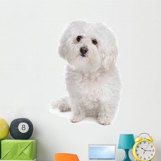 Bolognese dog Wall Decal