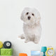 Bolognese dog Wall Decal