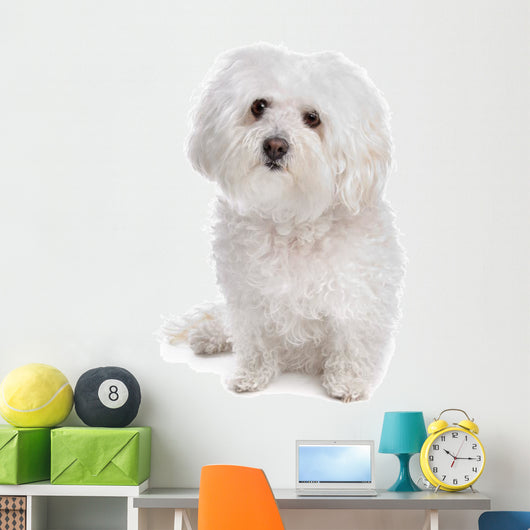 Bolognese dog Wall Decal