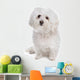Bolognese dog Wall Decal