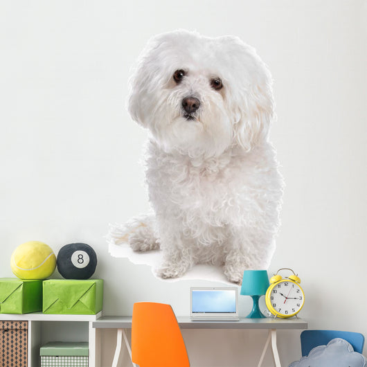 Bolognese dog Wall Decal