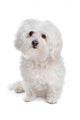 Bolognese dog Wall Decal