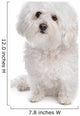 Bolognese dog Wall Decal