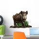 Wild boar on a white background Wall Decal